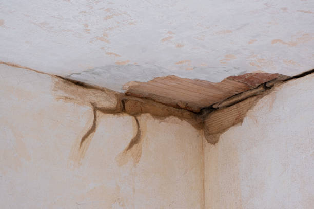 Best Professional water damage repair  in Navarre, FL