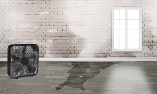 Best Carpet water damage restoration  in Navarre, FL